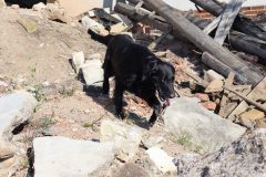 blackie_16