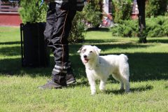 dss_kosuty_823_45