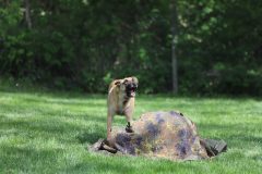 nova_dedinka260425_12