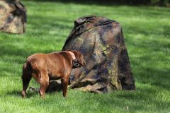 nova_dedinka260425_14