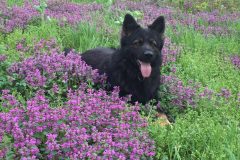 viber-image-2019-04-28-11.47.08