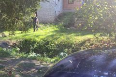 prusy_6