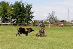 vojka18